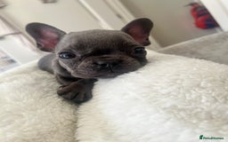 French Bulldog dogs for sale: REDUCED & READY TO LEAVE 1BOY LEFT French bulldog - Image 5