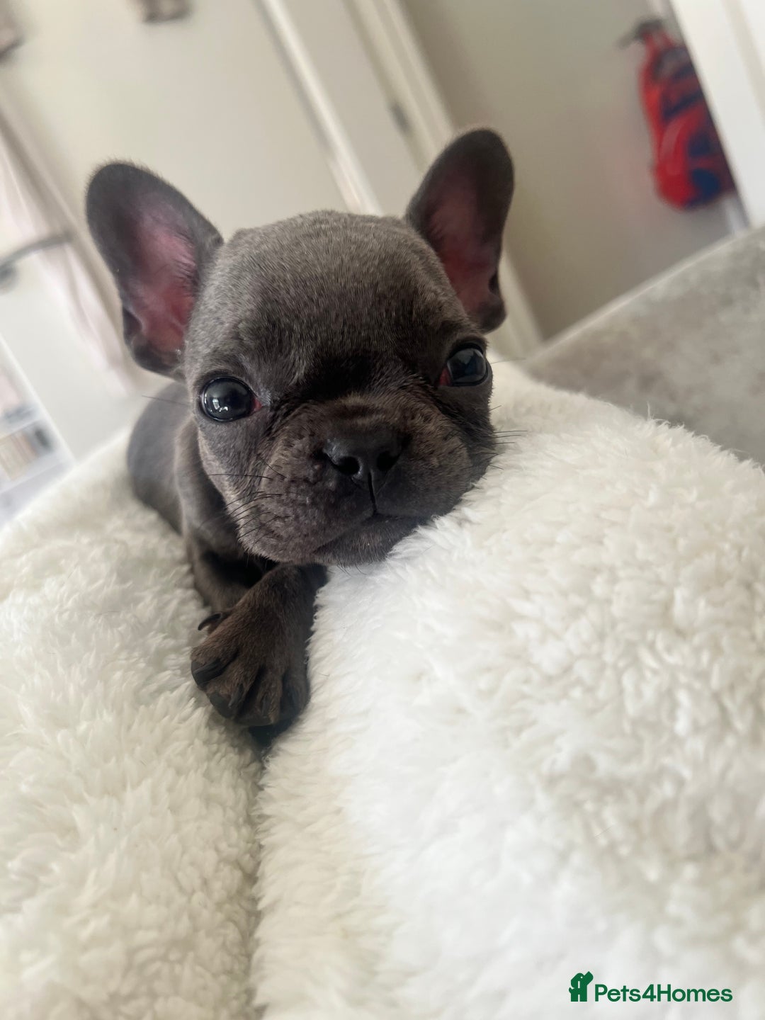 French Bulldog dogs for sale: REDUCED & READY TO LEAVE 1BOY LEFT French bulldog - Image 5
