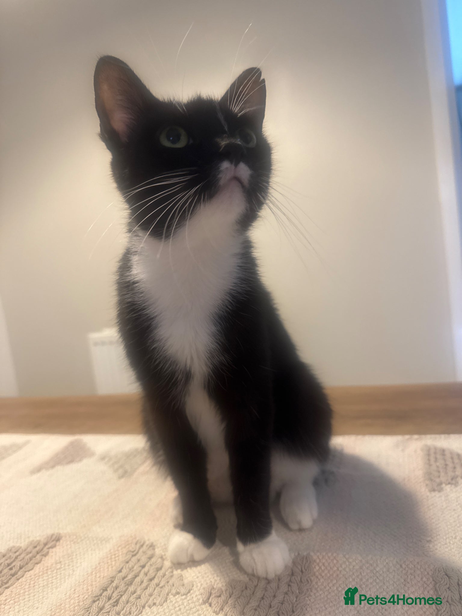 Mixed Breed cats 5 beautiful kittens - Advert 4