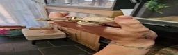 Python Snake reptiles for sale: Baby royal pythons  - Advert 4