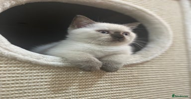 British Shorthair cats - Advert 14