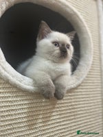 British Shorthair cats - Advert 5