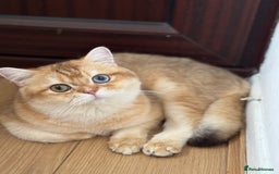 British Longhair cats for sale: GCCF reg BLH Chocolate Golden Blue/Green/Odd Eyes - Image 22