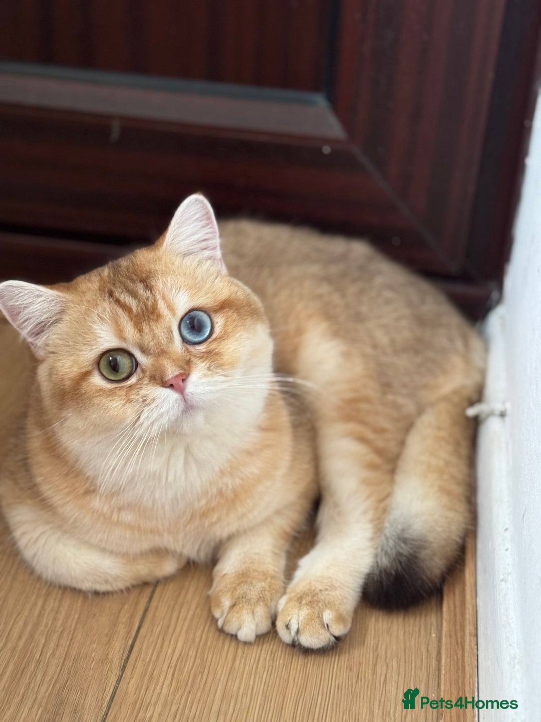 British Longhair cats for sale: GCCF reg BLH Chocolate Golden Blue/Green/Odd Eyes - Image 22