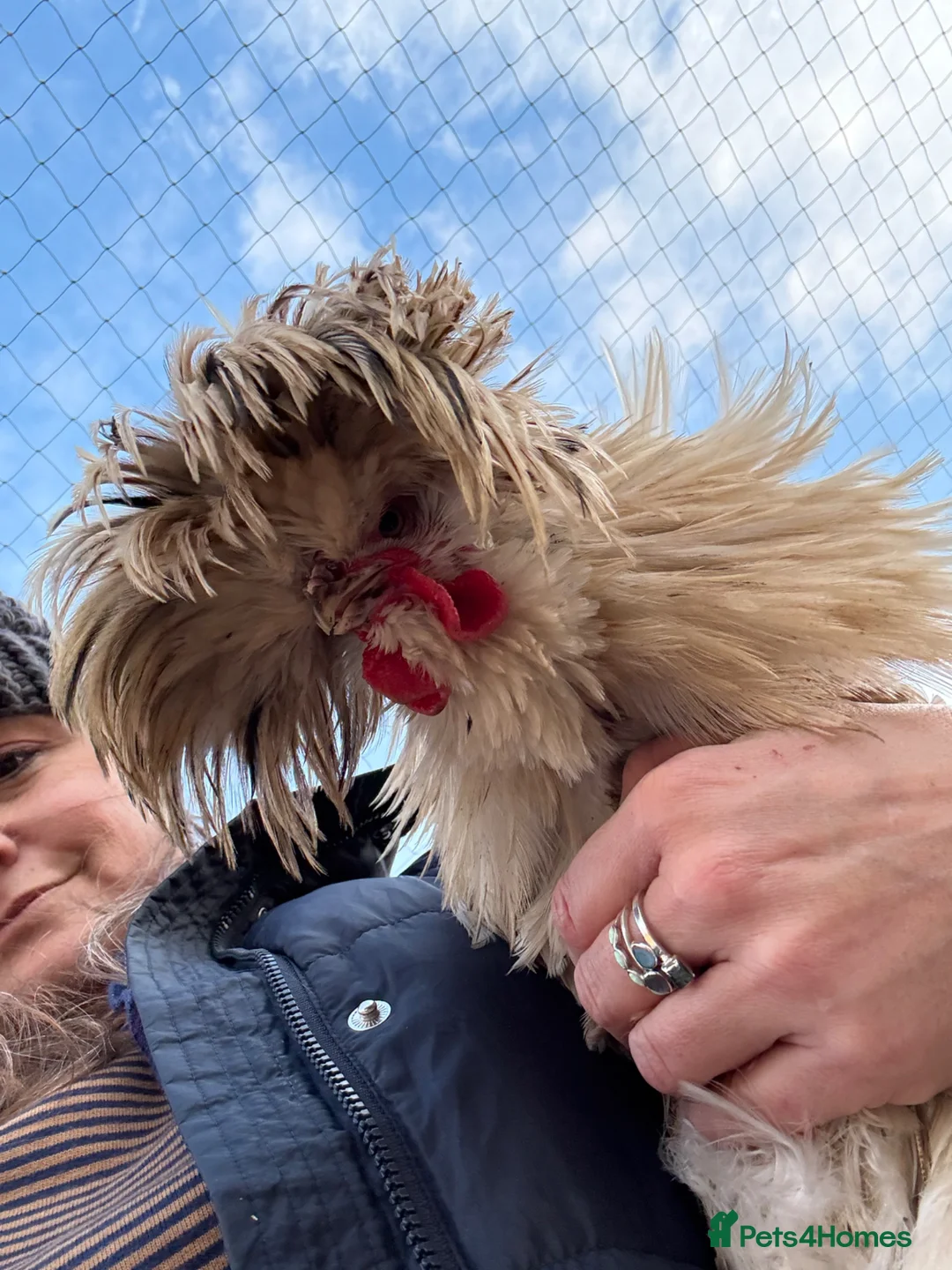 Chickens poultry for sale: Free loving polish cockerel  - Advert 2