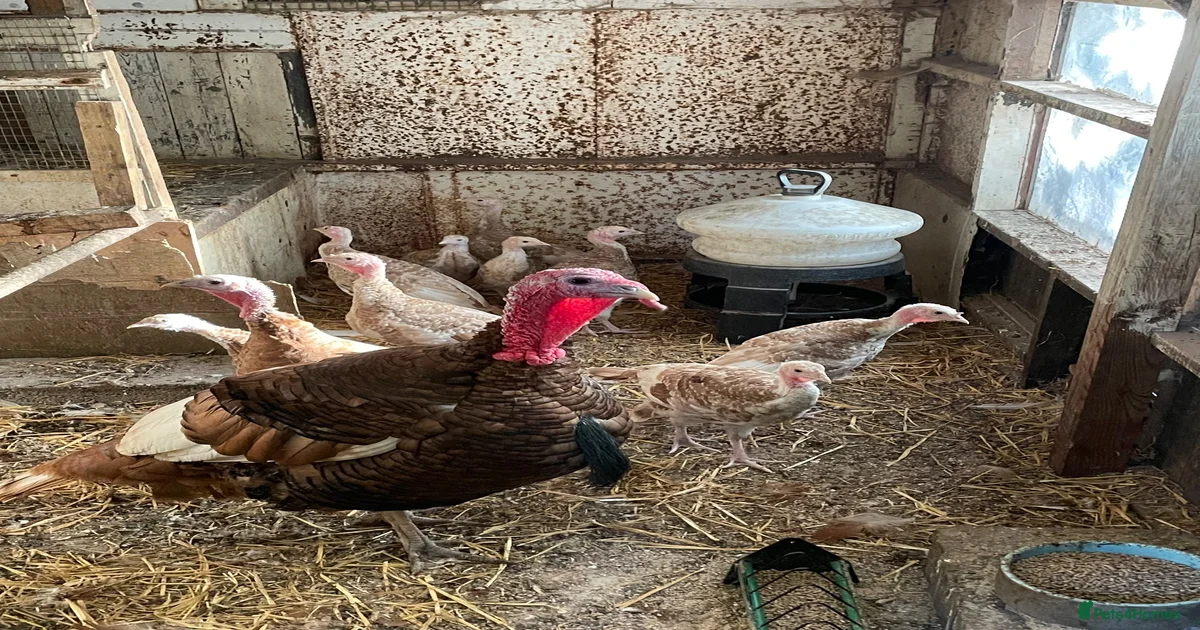 Turkeys Poultry for sale | Pets4Homes