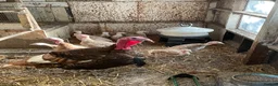Turkeys poultry for sale: Bourbon Red Turkey poults for sale  in Scarborough - Advert 1