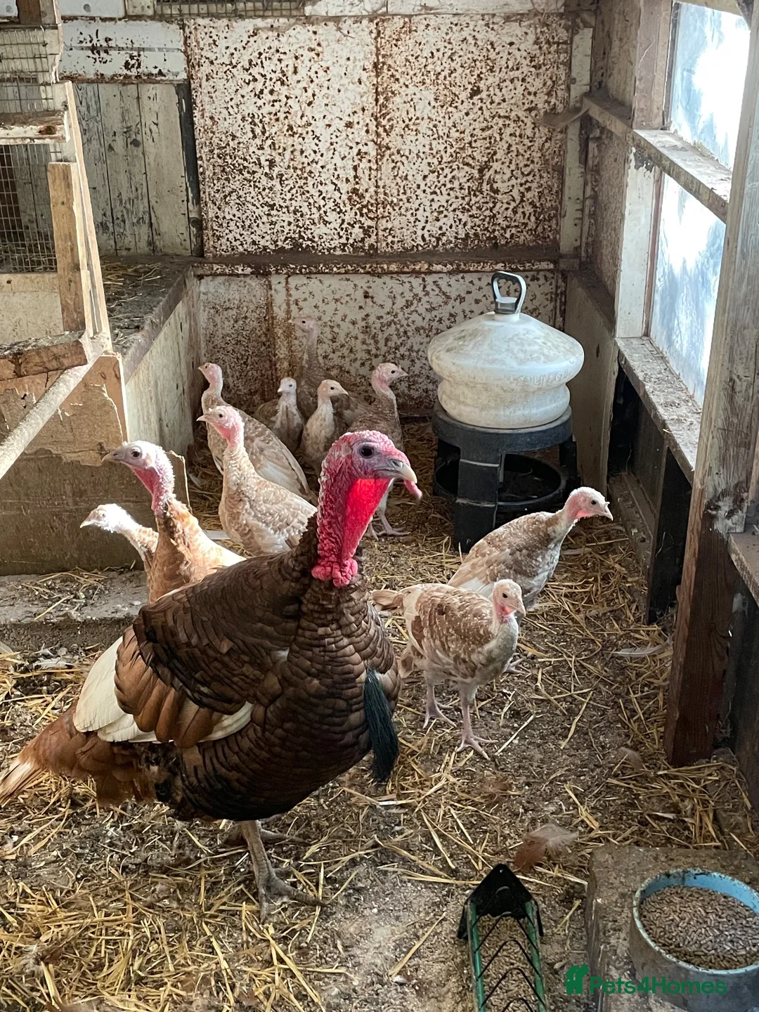 Turkeys poultry for sale: Bourbon Red Turkey poults for sale  in Scarborough - Advert 1