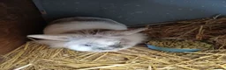 Lionhead rabbits for sale: Loinheads  - Advert 6