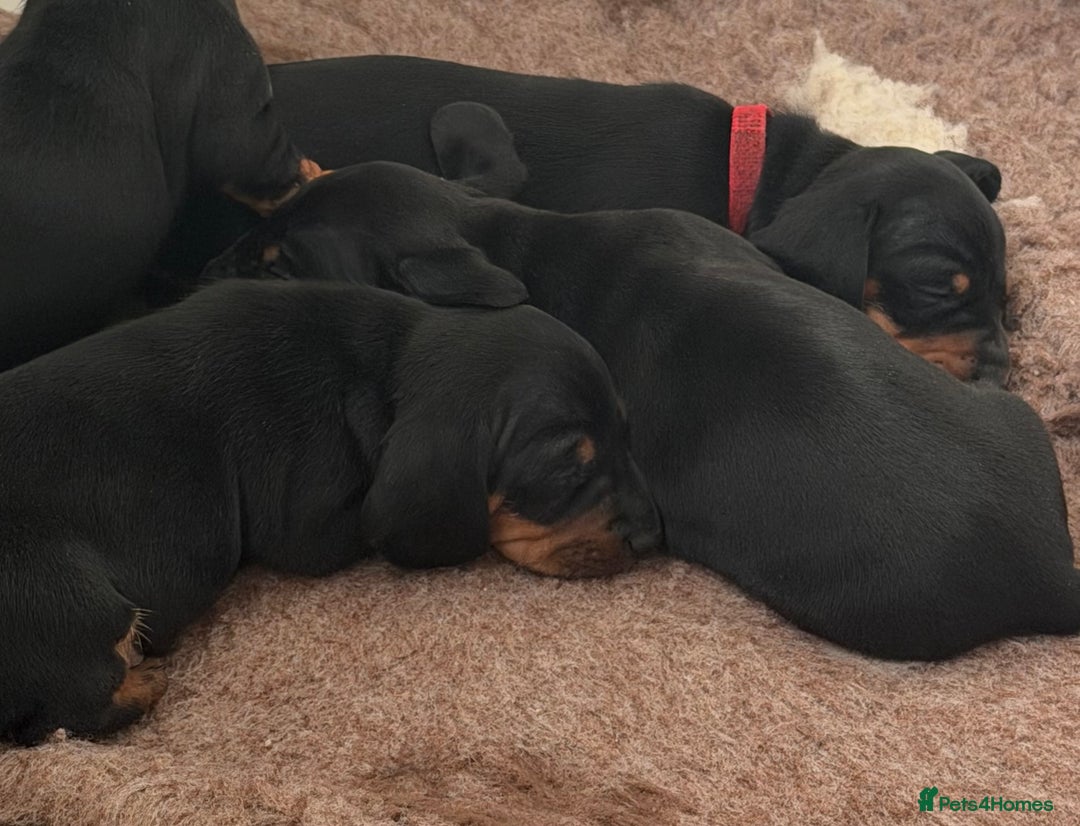 Miniature Dachshund dogs for sale: Miniature Smooth Haired Dachshund Puppies  - Advert 6