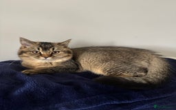 British Shorthair cats for sale: British Shorthair GCCF Champion line Kitten✨ - Image 8