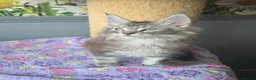 Maine Coon cats for sale: Stunning TICA Maine Coon kittens - Advert 18