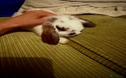 Mini Lop rabbits for sale: Mini lop babies - Image 26