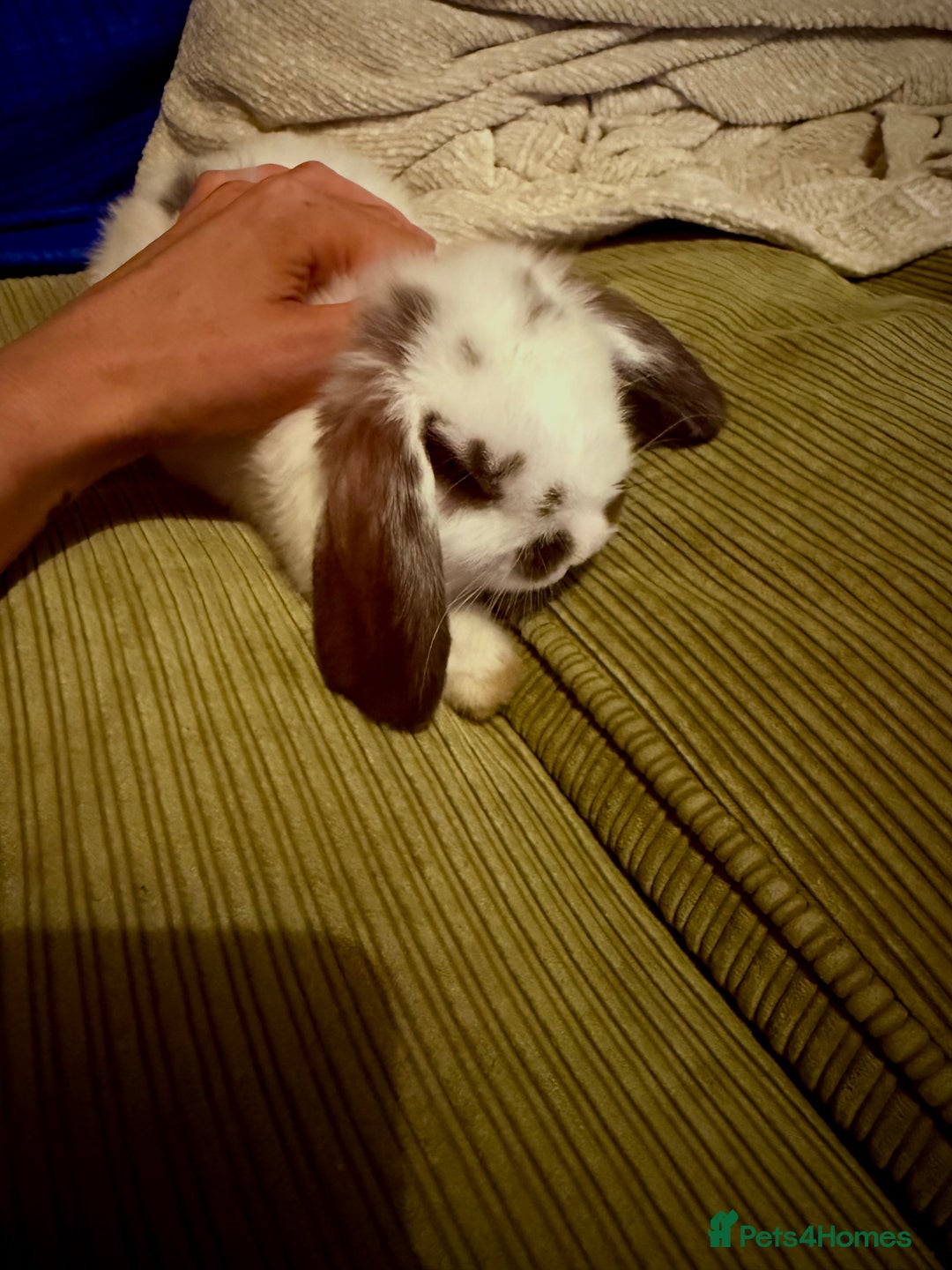 Mini Lop rabbits for sale: Mini lop babies - Image 26