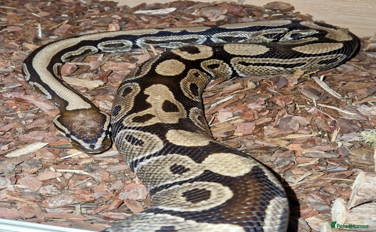 Python Snake reptiles - Advert 1
