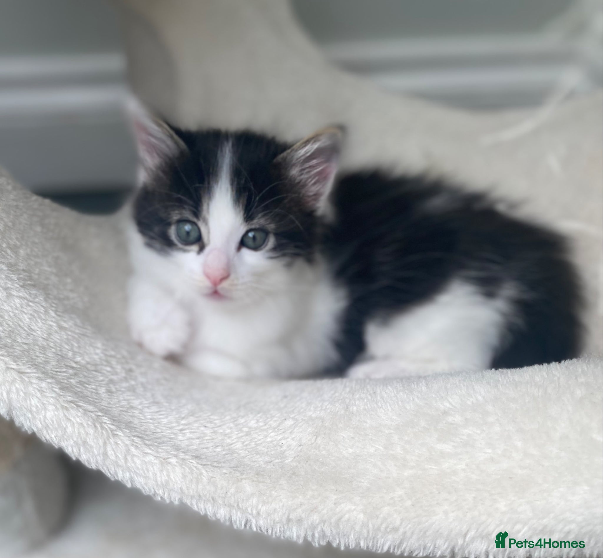Mixed Breed cats Adorable Ragdoll Cross Kittens - Advert 2