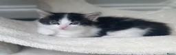 Ragdoll cats for sale: Adorable Ragdoll Cross Kittens - Advert 22