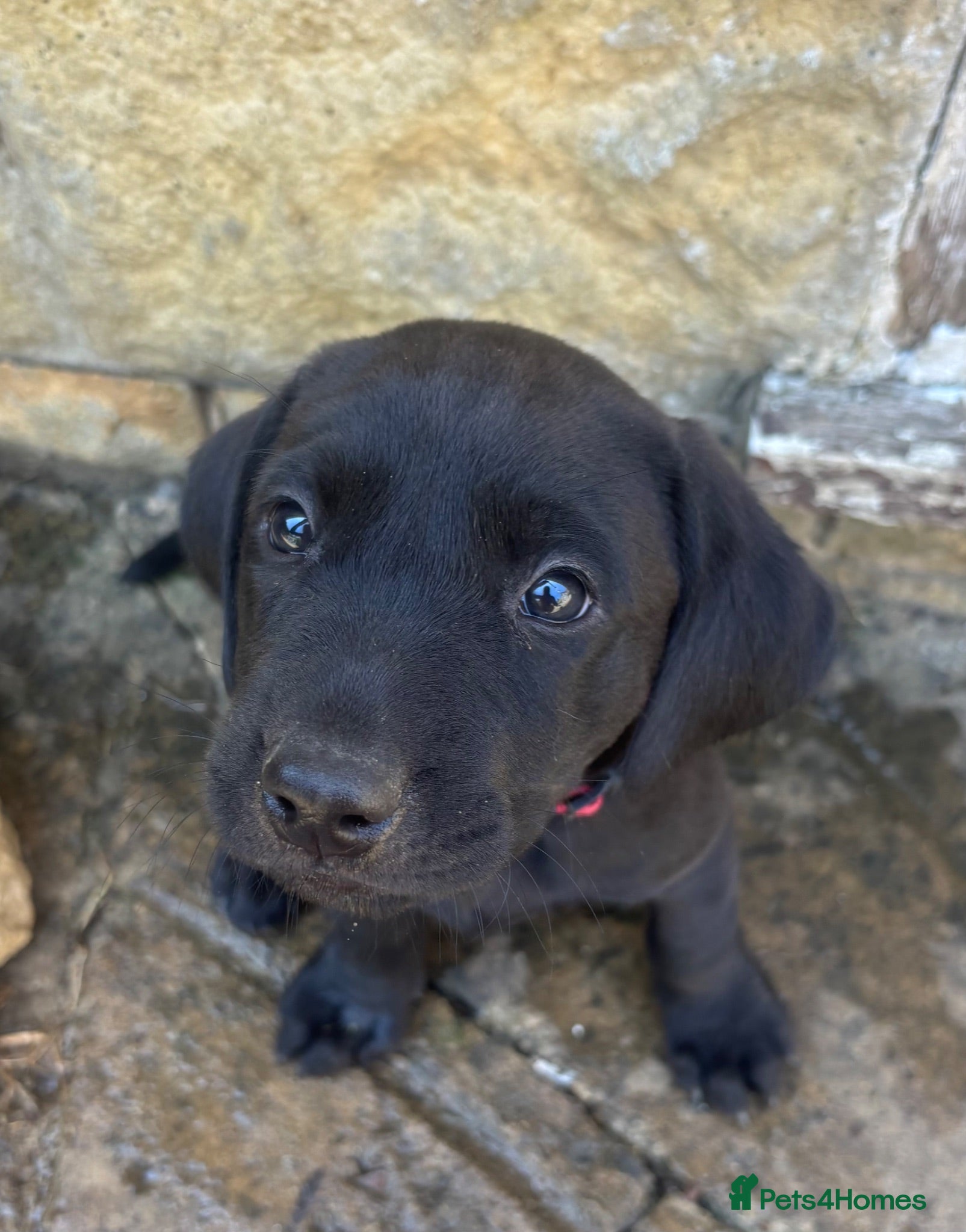 Labrador Retriever dogs KC registered, working, black Labrador puppies - Advert 11
