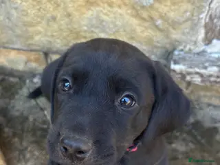 Labrador Retriever dogs KC registered, working, black Labrador puppies - Advert 11