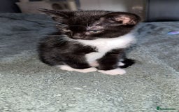 Bombay cats for sale: kittens, 2 left. - Image 6