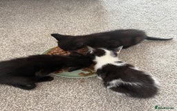 British Shorthair cats for sale: Black and white kittens for sale - Image 5