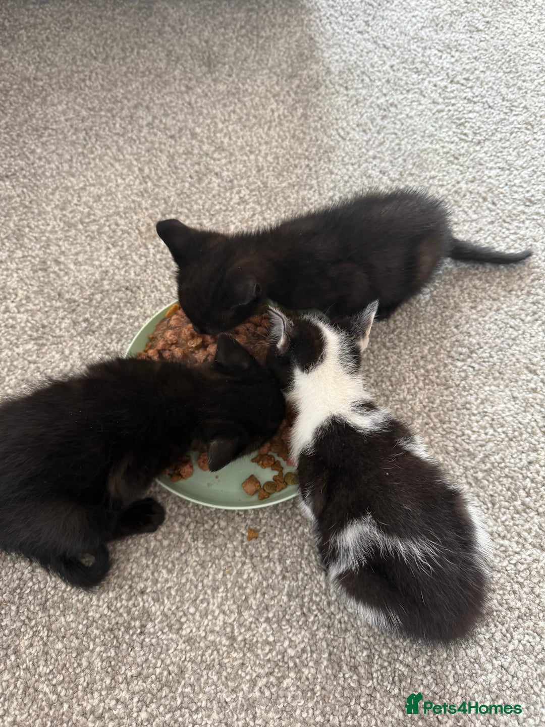 British Shorthair cats for sale: Black and white kittens for sale - Image 5