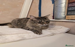 Domestic Shorthair cats for sale: Matilda Free - Image 2