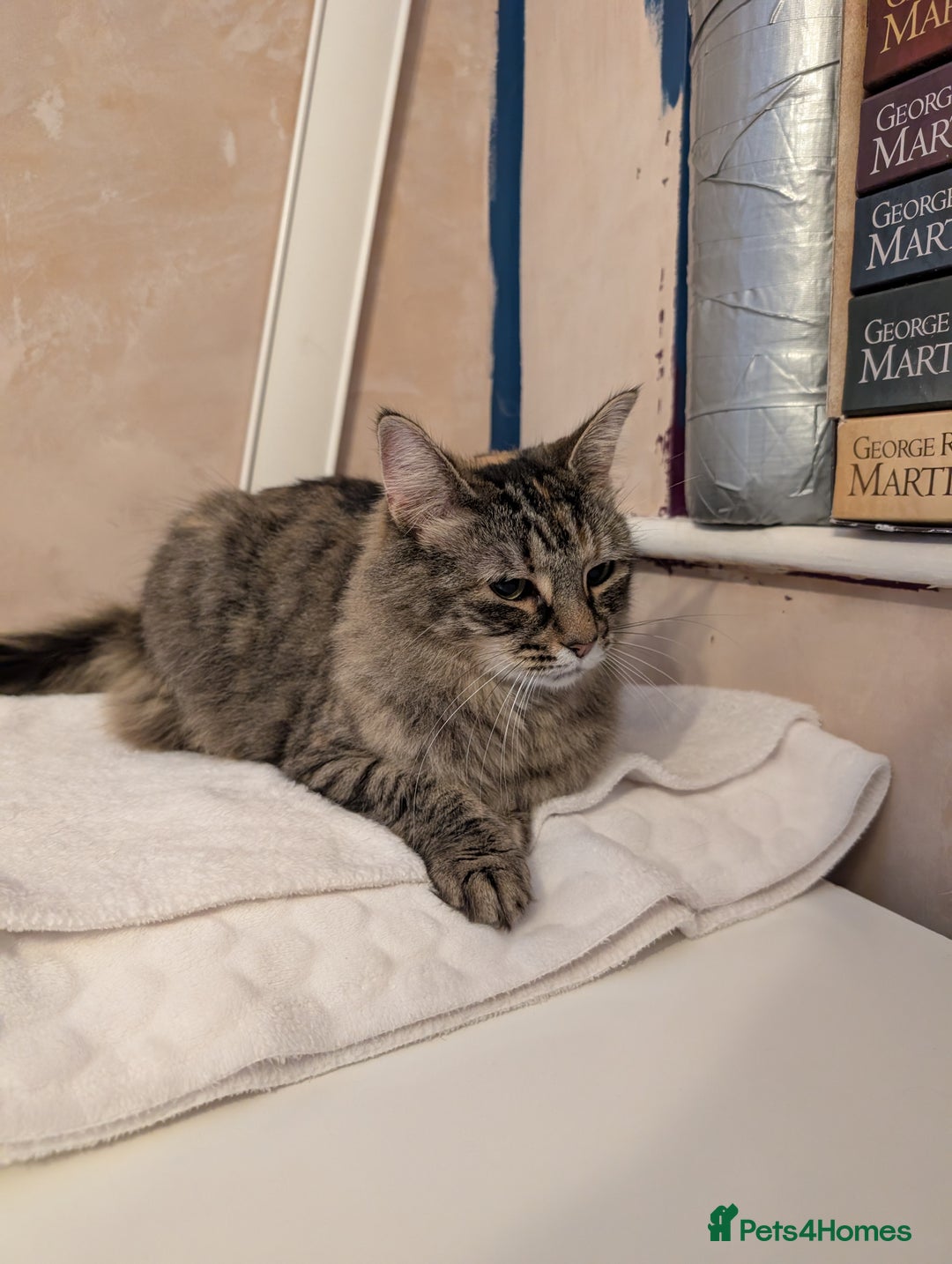 Domestic Shorthair cats for sale: Matilda Free - Image 2