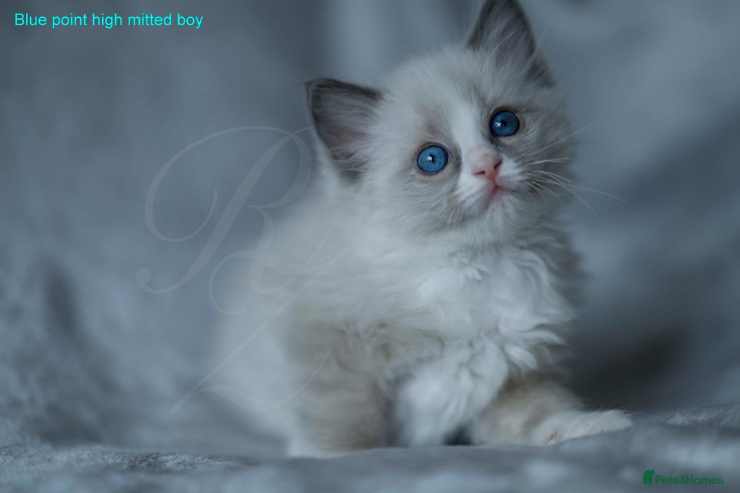 Ragdoll cats for sale: Stunning GCCF Registered Heart Melting Affection - Image 24