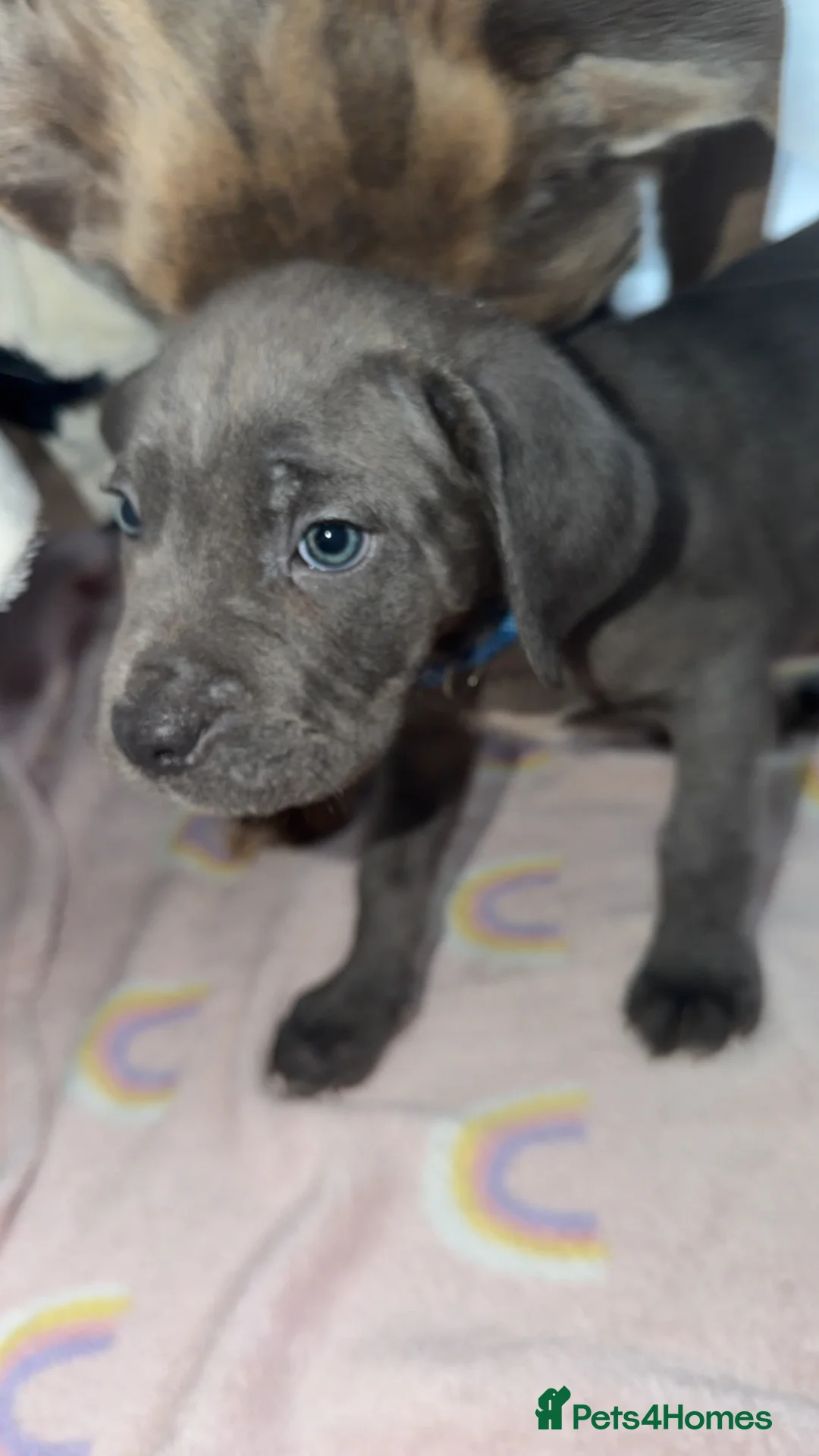 Cane Corso dogs for sale: READY IN 2 DAYS 🐶 - Advert 2