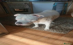 American Bull Staffy dogs for sale: American Staffie Bully Need a new home ASAP  - Image 4