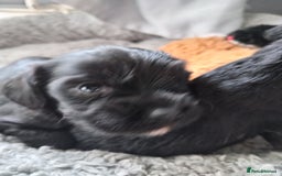 Mixed Breed dogs for sale: 2x chunky black cockalier puppies - Image 3