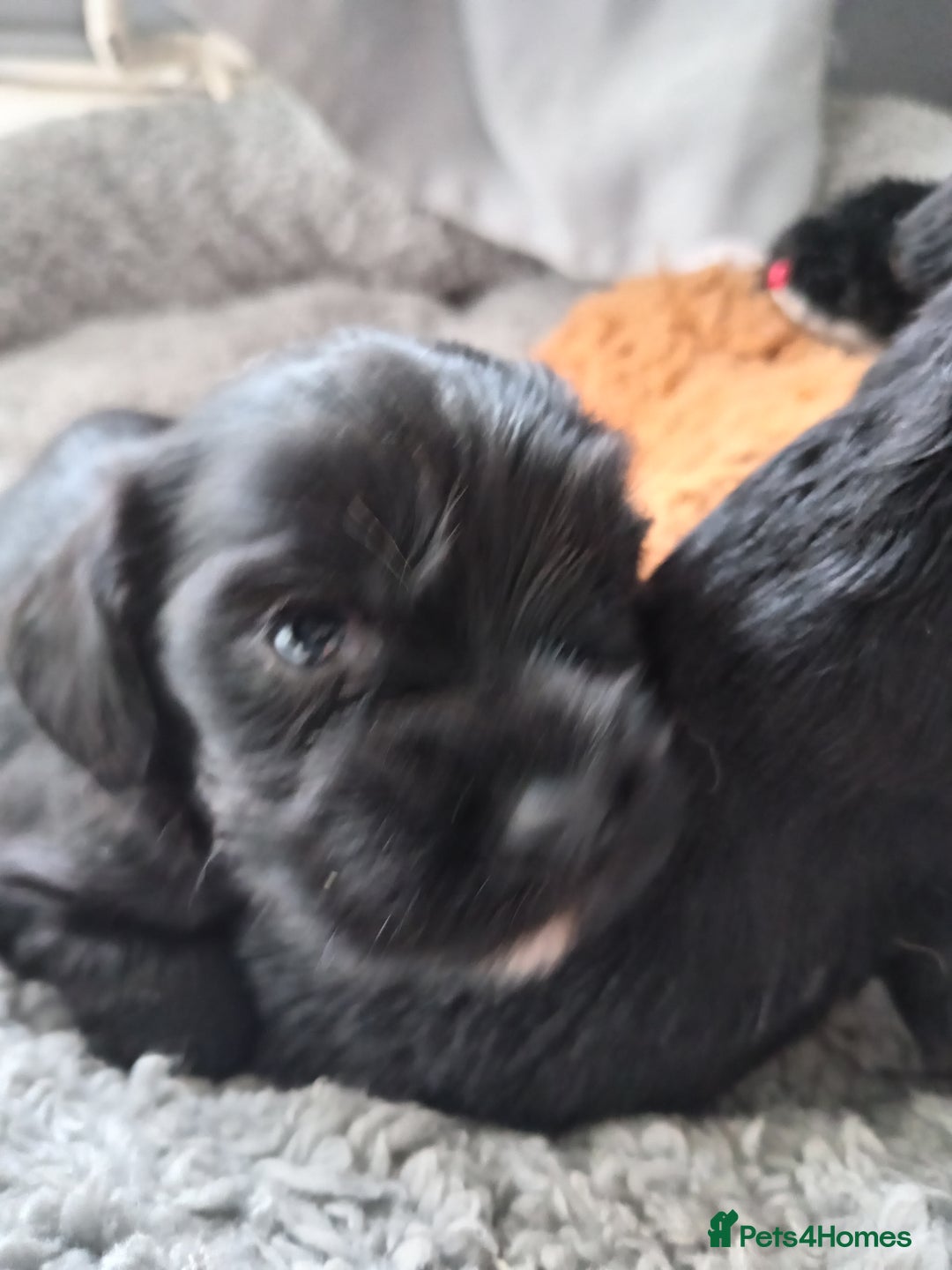 Mixed Breed dogs for sale: 2x chunky black cockalier puppies - Image 3