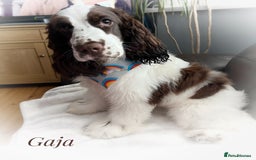 Cocker Spaniel dogs for sale: KC reg chocolate show cocker spaniel puppies  - Image 16