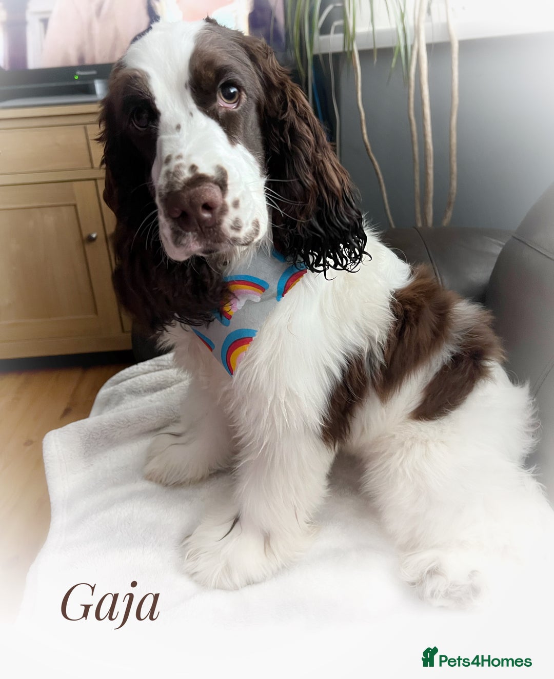 Cocker Spaniel dogs for sale: KC reg chocolate show cocker spaniel puppies  - Image 16