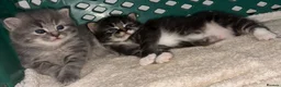 Mixed Breed cats for sale: Boy & girl  - Advert 4