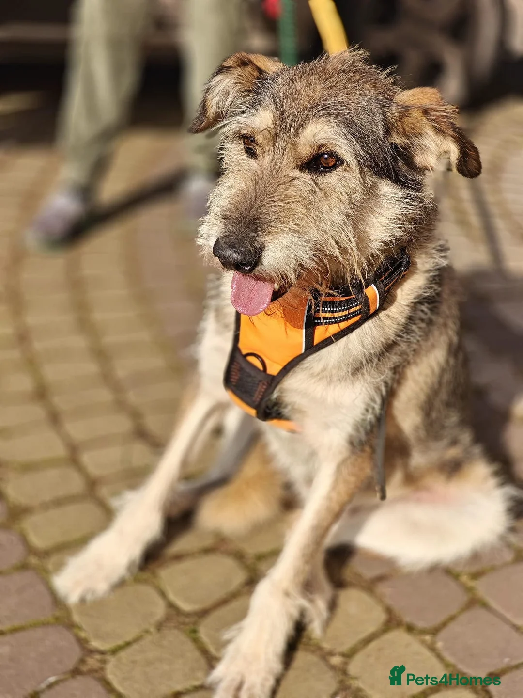 Mixed Breed dogs for adoption: ❤️OXY❤️Large• Scruffy •Gentle • Playful • Loving - Advert 12