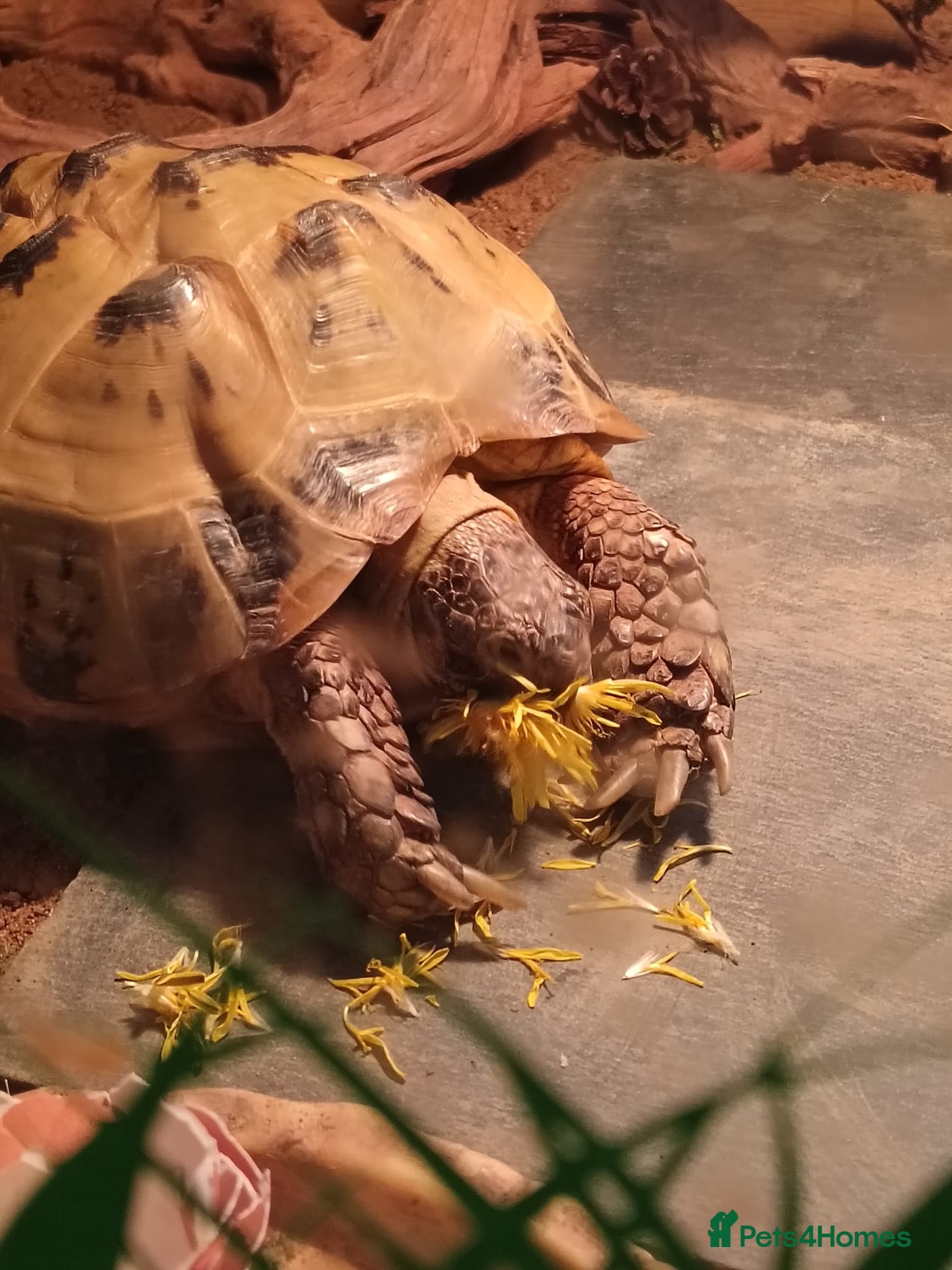 Tortoise reptiles Russian Tortoise with vivarium + extras  - Advert 5
