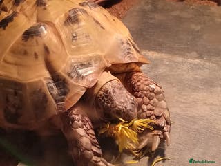Tortoise reptiles Russian Tortoise with vivarium + extras - Advert 5