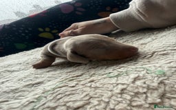 Miniature Dachshund dogs for sale: Miniature daxies - Advert 4