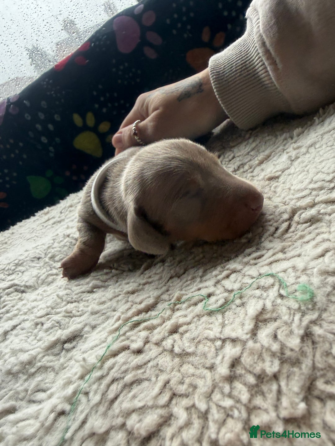 Miniature Dachshund dogs for sale: Miniature daxies - Advert 4