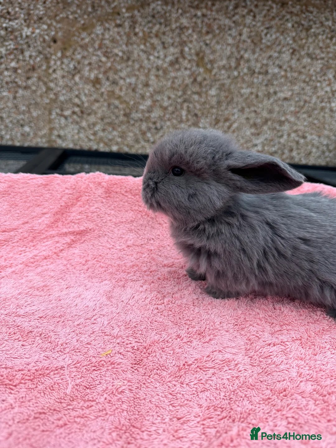 French Lop rabbits for sale: French lops  - Advert 5