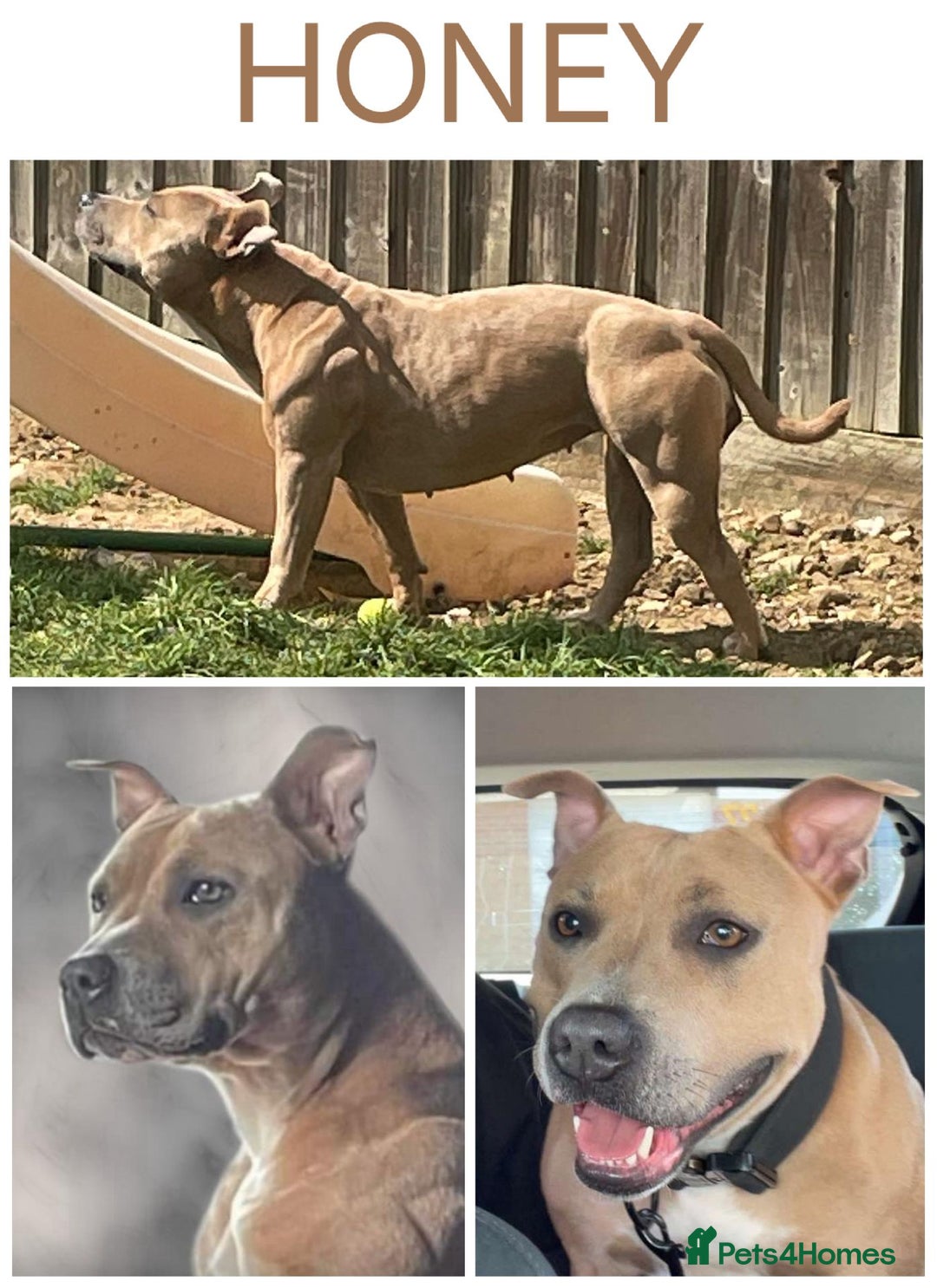 Staffordshire Bull Terrier dogs for sale: Beautiful Staffy Puppies > Ready Now - Advert 5