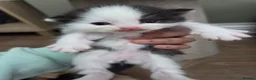 Mixed Breed cats for sale: 🐱 Bshxpersian cute kittens 🥰 - Advert 29