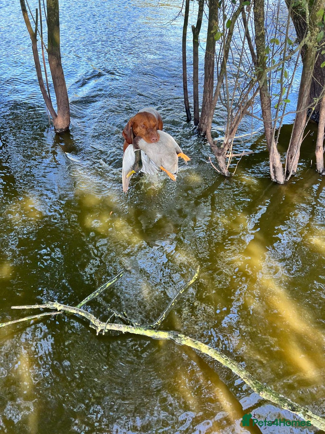 Hungarian Vizsla dogs for sale: Hungarian Vizsla Puppies - Outstanding Pedigree  - Advert 16