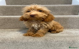 Cockapoo dogs for sale: Cockapoo puppies ready now  - Image 18