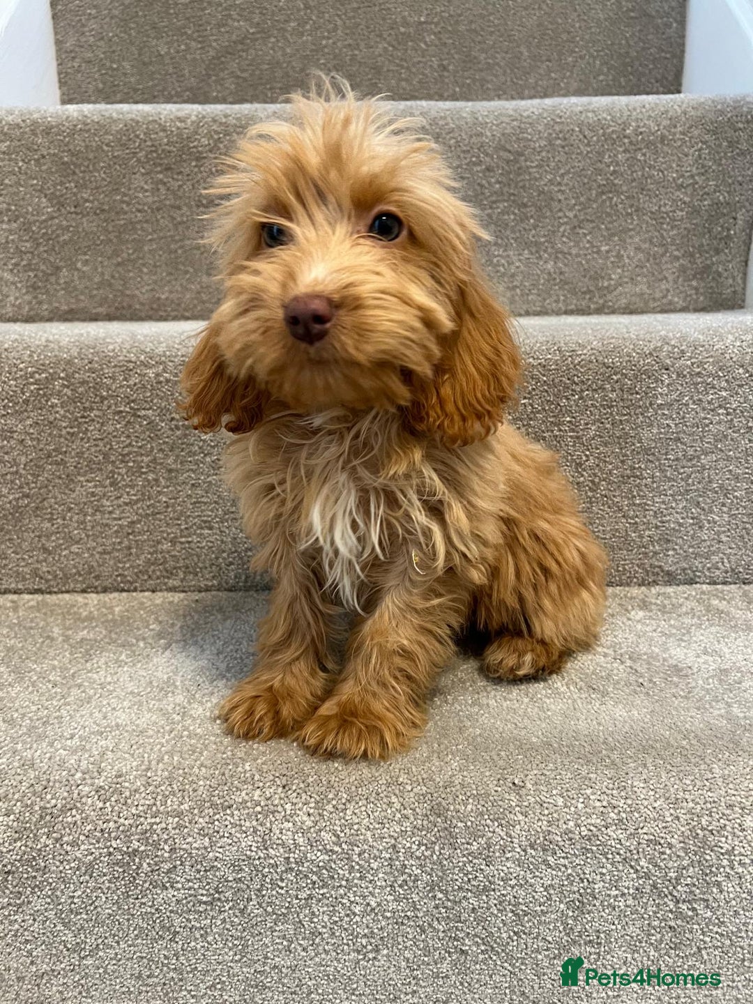 Cockapoo dogs for sale: Cockapoo puppies ready now  - Image 18