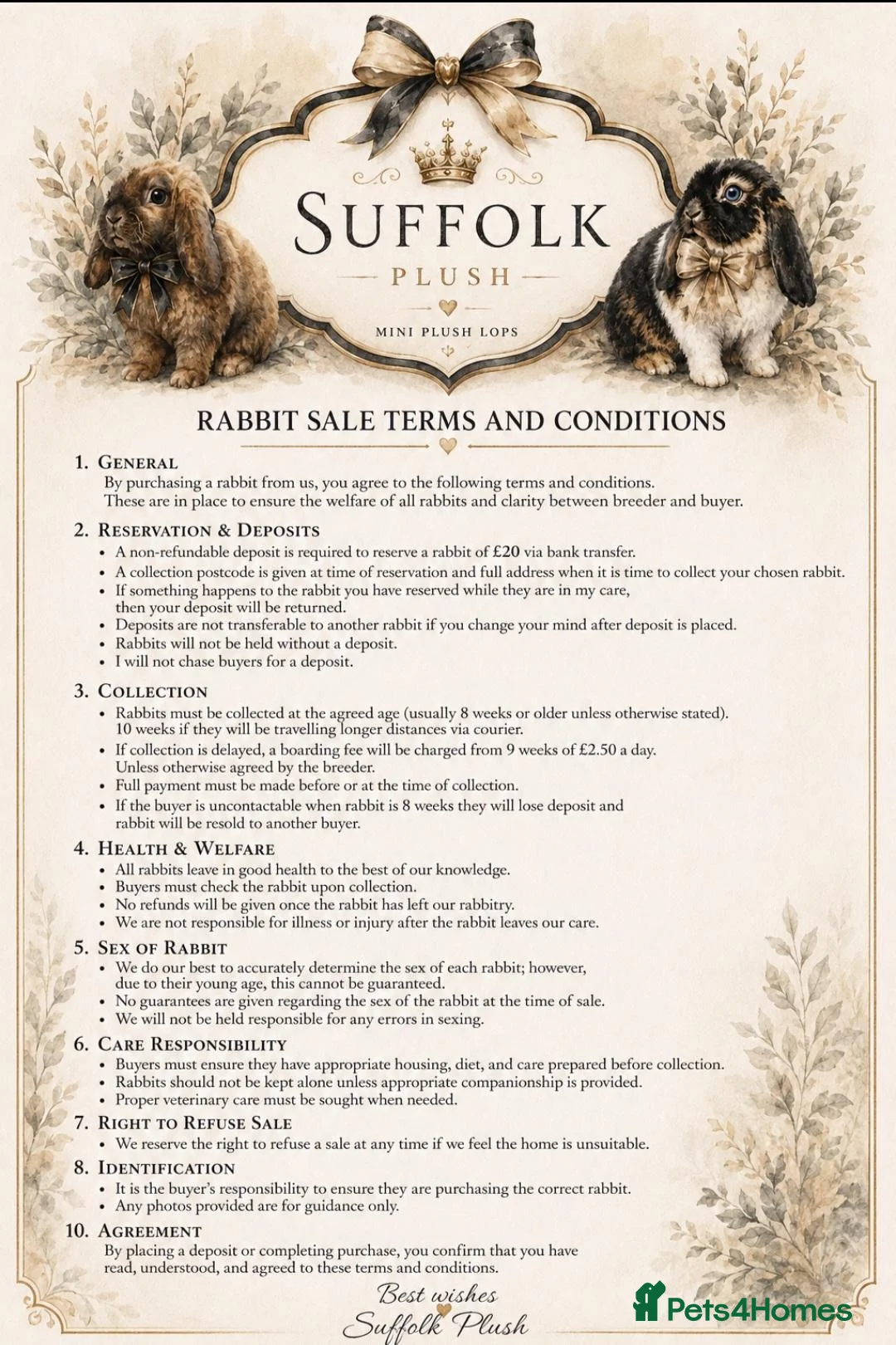 Mini Lop rabbits for sale: Ready from 26th Oct Purebred mini plush lops🩵🧸 - Advert 12