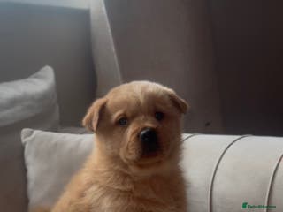 Mixed Breed dogs Rottweiler x chow chow puppies - Advert 3