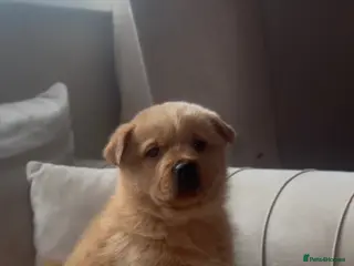 Mixed Breed dogs Rottweiler x chow chow puppies - Advert 3